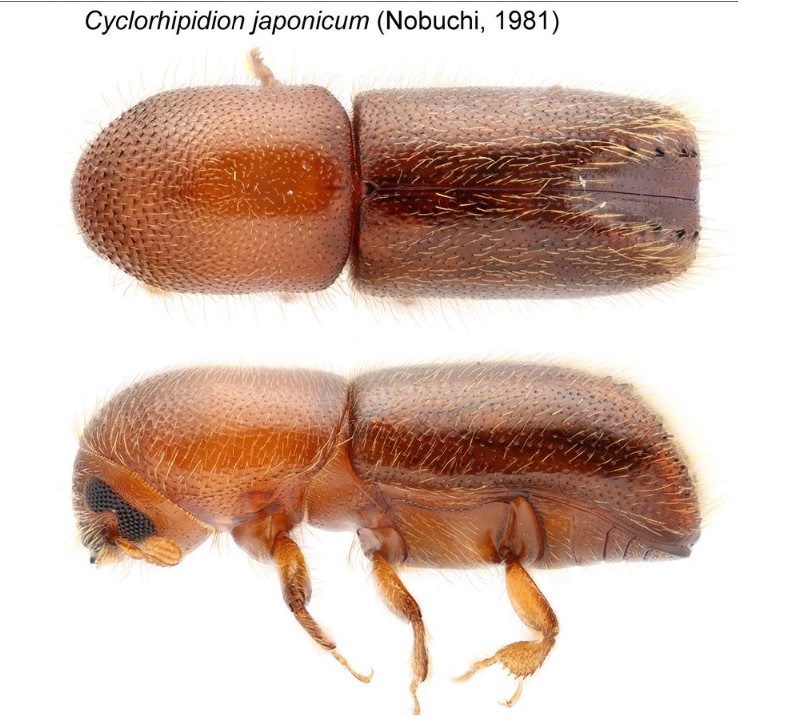 Cryphalus's tweet photo. We have a paper reporting the latest new exotic ambrosia beetle established in Florida: *Cyclorhipidion japonicum* (Nobuchi, 1981). https://t.co/yD8hhuxuZ1 https://t.co/qyehvj91m1