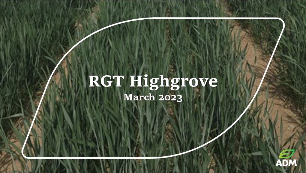 #Watch: Today's #YouTube update looks at RGT Highgrove from <a href="/ragtseedsuk/">RAGT Seeds UK</a>. Highgrove is the perfect choice for droughty or stress-prone sites &amp; has great all-around disease resistance, boasting a unique resistance to Septoria tritici ow.ly/4BrR50Nk49u
