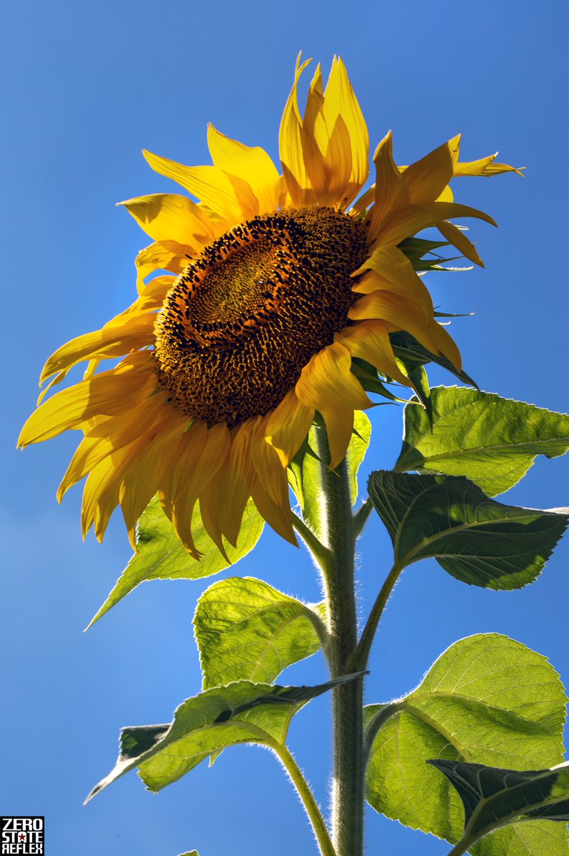 ZeroStateReflex's tweet image. Did you guys feel that ☀️ yesterday? The lifting of the long sad in the PNW has begun. 

#sunflower #seattle #magnuson #zerostatereflex #canon #5dmark3 #pnw