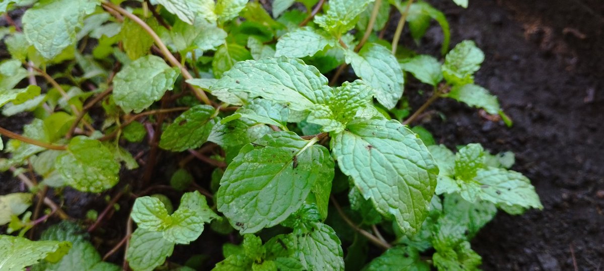 Después de la lluvia fuerte, viene la calma. 

Los árboles y las plantas son la muestra que debemos ser agradecidos, que aunque a veces en la vida vienen tormentas, cuando terminan, la serenidad y gratitud es un reflejo de que la tormenta fue para formar nuestro carácter.