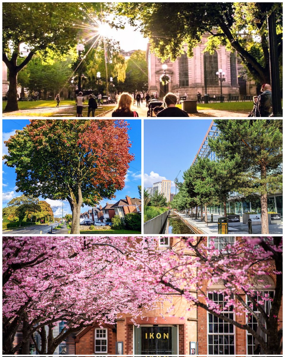 Street trees and urban trees are SO important - for wildlife and wellbeing, for people and the planet. They absorb pollution, help keep us cool, give a boost to biodiversity, and they simply make our towns and cities more beautiful. We believe we need MORE urban trees, not less!