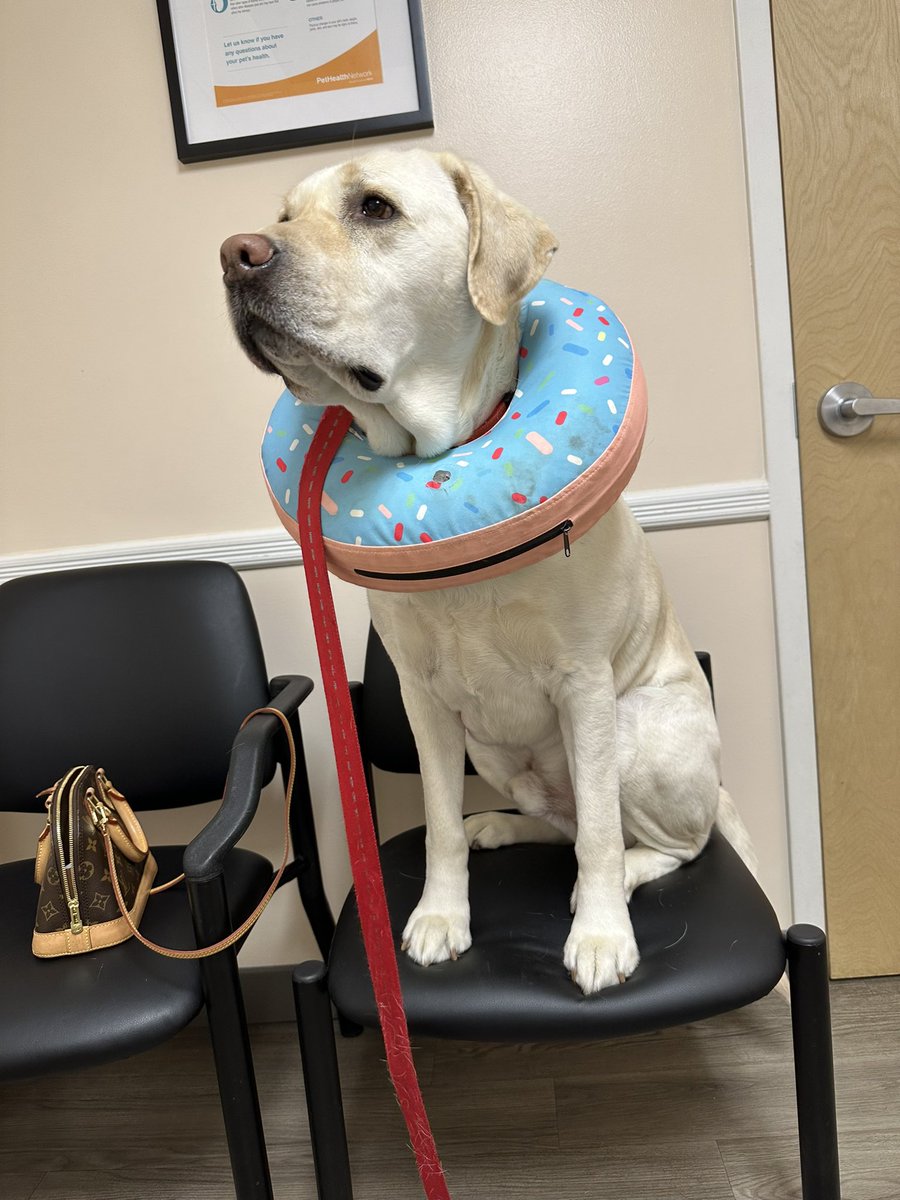Ms_LennonLDS's tweet photo. Mr. Dozer got the all clear from his vet to return to therapy dog work! He can’t wait to be back at school and the hospital visiting all his friends! 😍❤️ @DonovanSchool #dozerstrong https://t.co/8grcKGEKFg