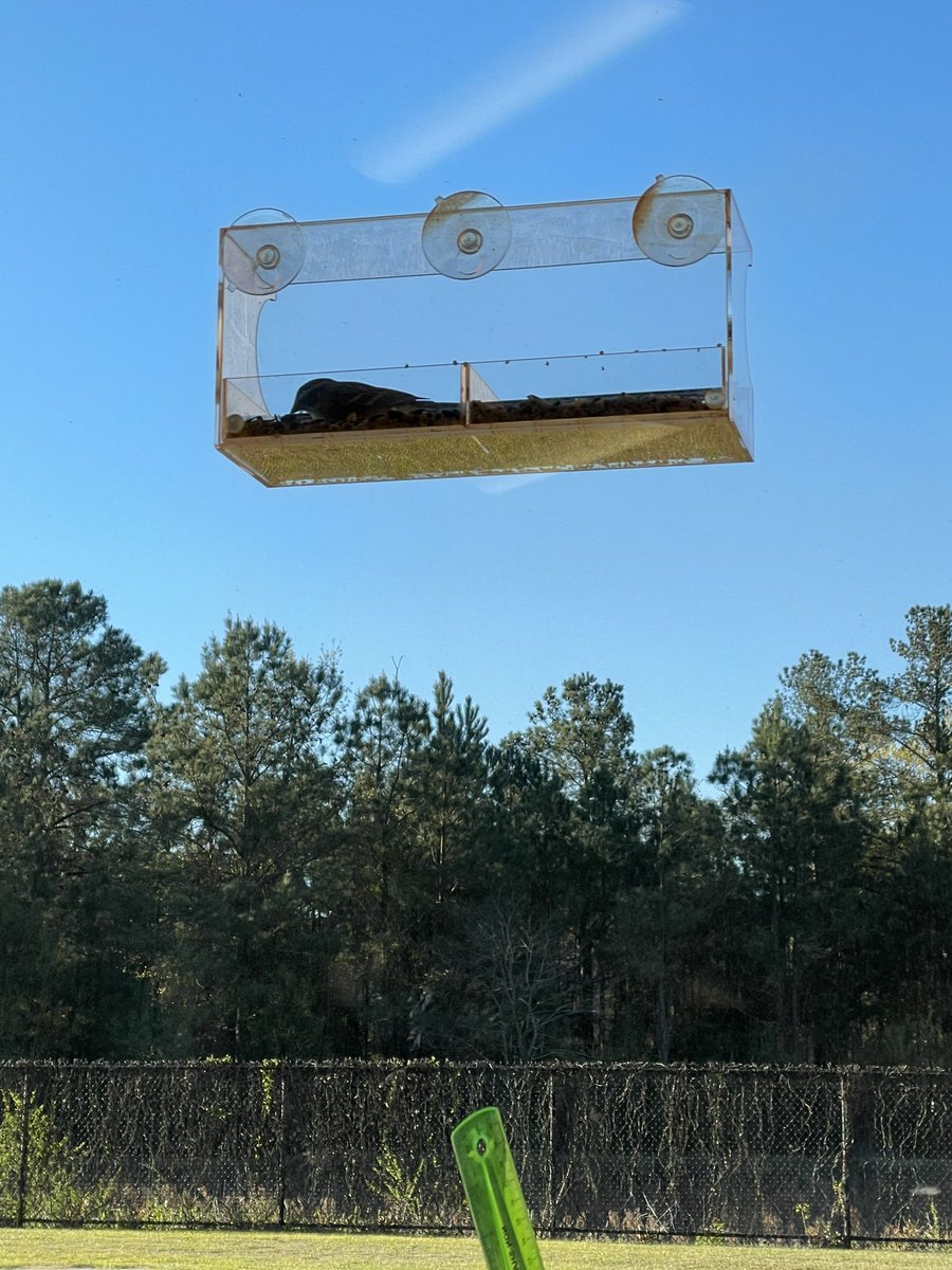 Love how students are so excited to read in book clubs <a href="/CatawbaTrail/">Catawba Trail Colts</a> even the birds want to join