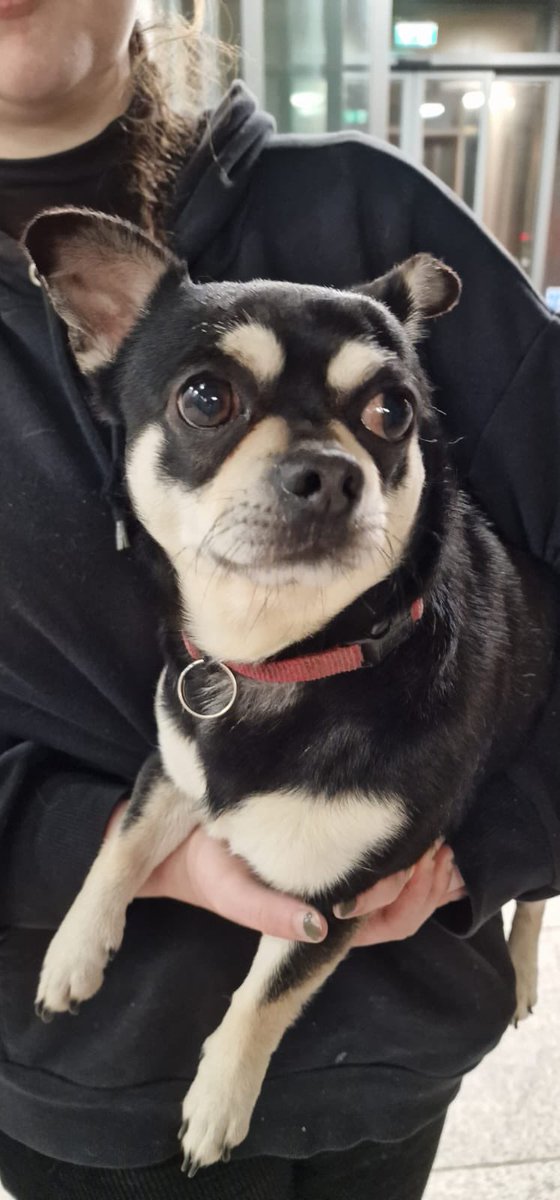 gardainfo's tweet photo. This dapper fellah has found himself at Kevin Street Garda Station in Dublin 8 and despite our best efforts to trace his movements he’s not co-operating. 

If he is yours or looks familiar please give us a call on on 01 666 9400.

#HeretoHelp https://t.co/e9JOjPsFwp