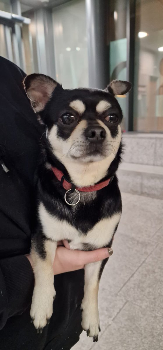 gardainfo's tweet photo. This dapper fellah has found himself at Kevin Street Garda Station in Dublin 8 and despite our best efforts to trace his movements he’s not co-operating. 

If he is yours or looks familiar please give us a call on on 01 666 9400.

#HeretoHelp https://t.co/e9JOjPsFwp
