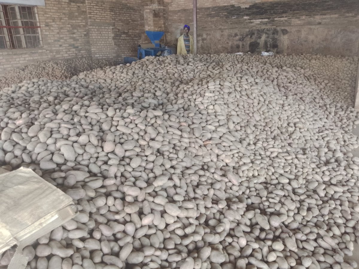 Julien_Nsanzi's tweet image. Sharing planning ideas from different disciplines come up with sustainable land use plans... This is #Kisaro sector 
@rulindodistrict
 in the process of elaborating Rulindo District Land Use Plan..
#HappyForTodaysTeam
@amutsinzi1515 @alxrutagengwa @Lands_Rwanda @UrbanplannersR