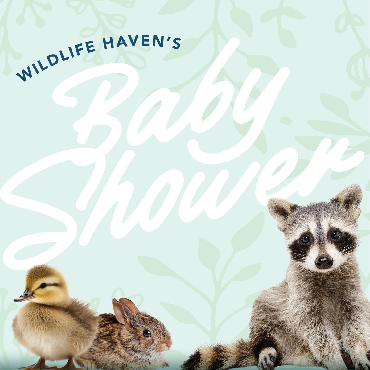 WildlifeHaven's tweet photo. 🐥🐇 We are throwing a BABY SHOWER!

Last spring, Wildlife Haven had over 750 wildlife patients admitted to our Animal Hospital between May and June.

Go to https://t.co/SxnlLWeNFj to find out more and purchase much-needed items to help us prepare for the busy season ahead! https://t.co/o8DaeZ5CCJ