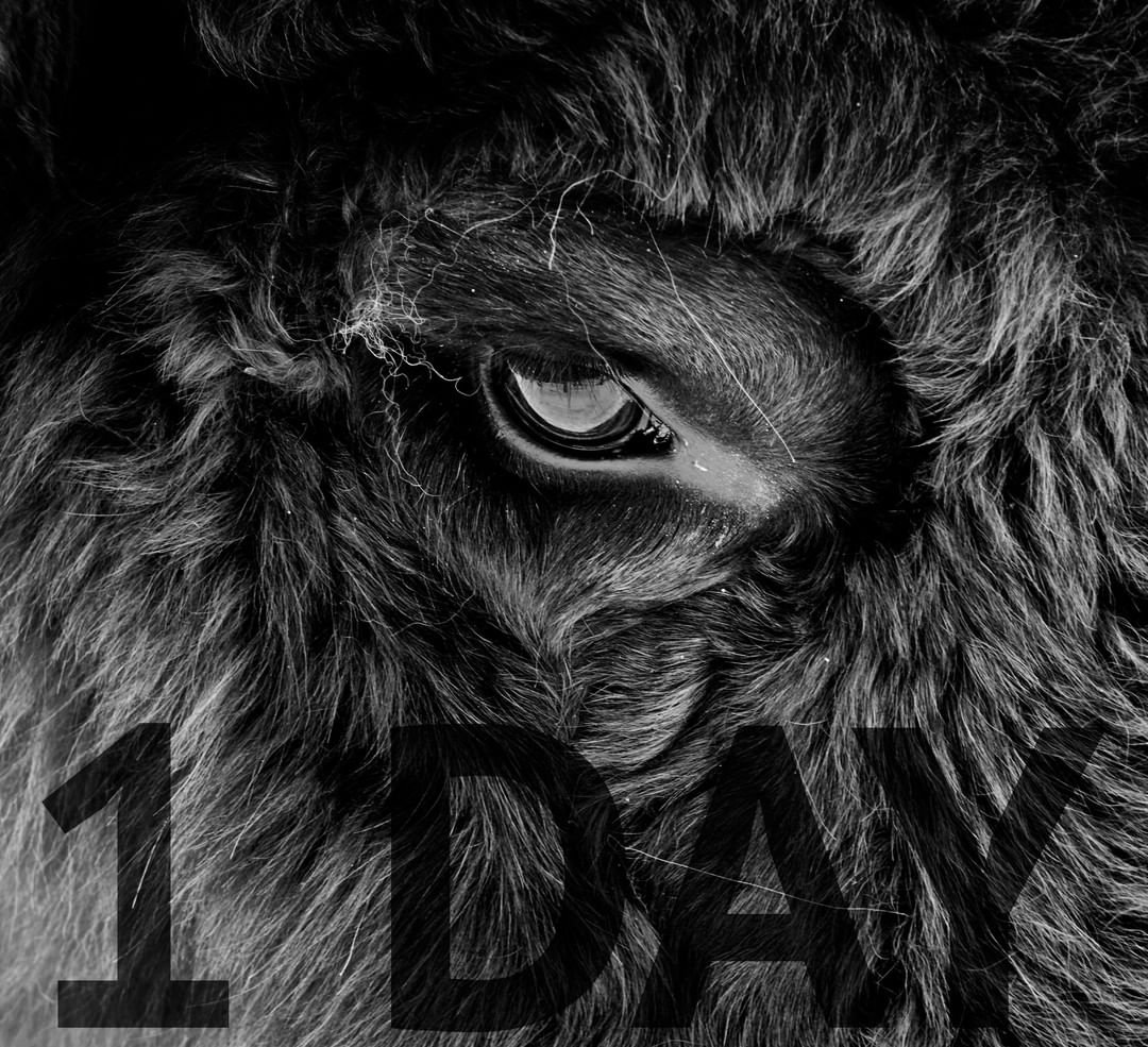 bisonhip's tweet photo. 1 day to go until new album pre-order Older Stronger Better😁🦬👊 DOGHOUSE STRONGER DOGHOUSE STRONGER DOGHOUSE STRONGER DOGHOUSE STRONGER DOGHOUSE STRONGER #new #singles #stronger #doghouse #blues #rock #music #midlifecrisis #badmonkeyrecords #originalmusic #guitar #newmusic https://t.co/3ryLtoZfdr