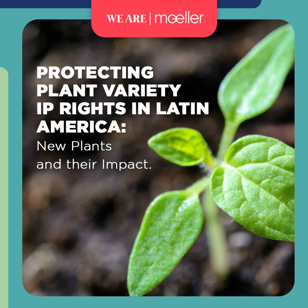 IPMoeller's tweet photo. Are you a farmer in Latin America who has been working hard to create a new plant variety? Whatever it is, you know that your creation is special and has the potential to revolutionize the industry.

Read more: https://t.co/xO5Gbyd9CR https://t.co/KK9esB6tmh