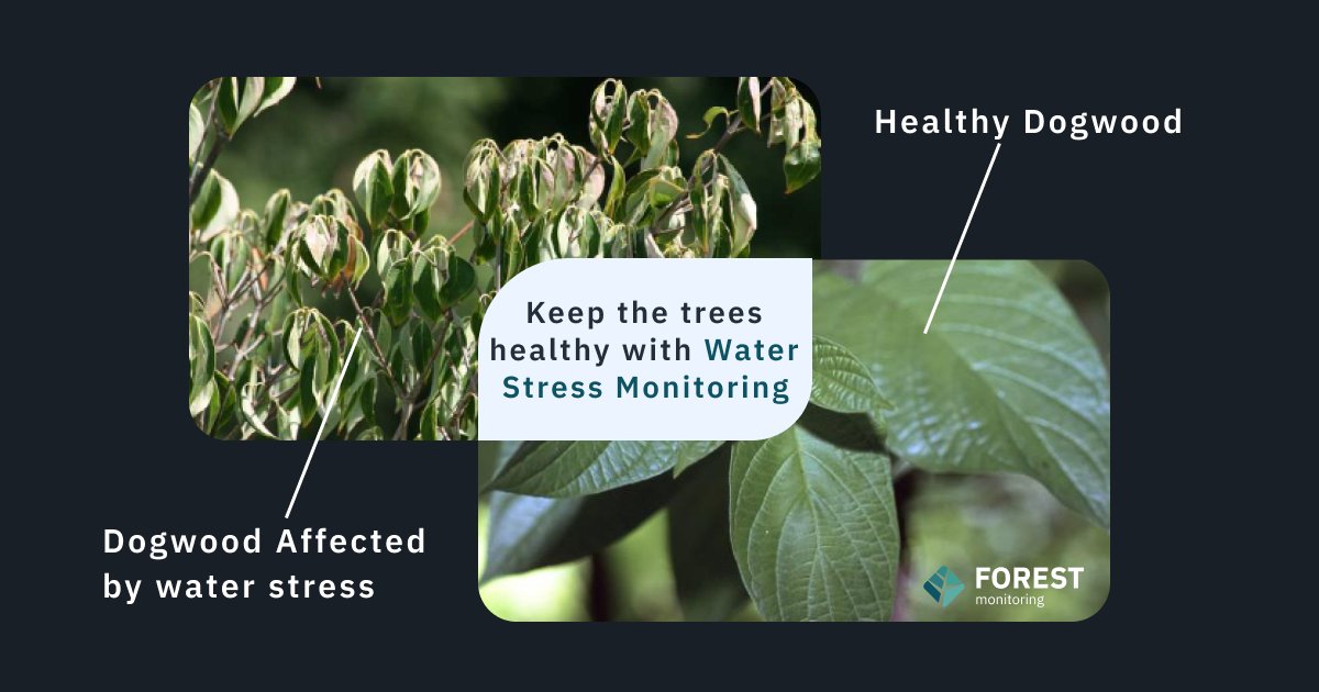 EOSDA_Forest's tweet photo. 💧 Drought stress is the leading cause of tree death and degradation. EOSDA Forest Monitoring tracks #WaterStress levels and notifies users which stands are the highest risk. Find out how to take proper care of your forest stands with our platform 🌲: https://t.co/UJFMgfxR7r https://t.co/0bWkUpq4EP