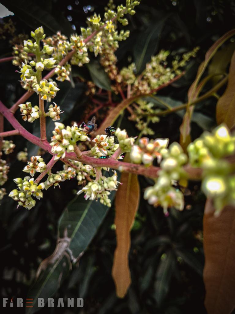 firebrand898's tweet photo. Nature's blossoming gift to earth
Today's pic 

📸 by @yongkriss_no1
Taken with @tecnomobile Spark 7 
Edited with @Lightroom

#firebrand
#flower #nature #blossom https://t.co/pG6bA75Vxl