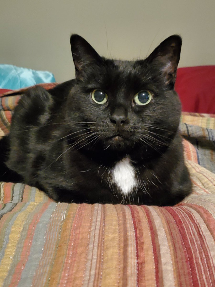 EditsByKnight's tweet image. For your consideration

#CatsOfTwitter #voidkitty