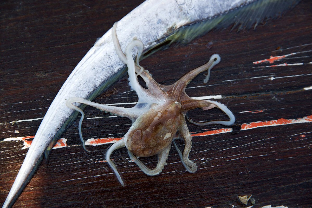 World Animal Protection on Twitter "Plans for the world's first