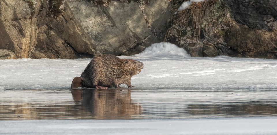 CowsandFish's tweet photo. 🦫Beavers are about to get busy!  Find out about #beaver biology and co-existence tools like pond levelers from @CowsandFish and in person at the free, 'Beavers in our Landscape Workshop' in @ClearwaterCnty on Mar 18, 3-6pm. Get your tickets today: https://t.co/M66qjNQhB0 https://t.co/MXk0Utby2k