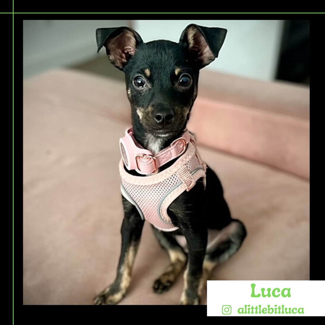 Go follow @alittlebitluca on Instagram for some serious CARE puppy cuteness!