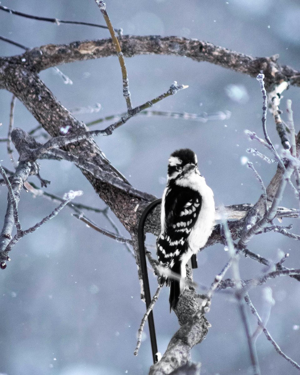 Aguilera_17's tweet photo. Winter Solitude ❄️ 

The brisk wind sends
chills down my spine.

Reminding me of my senses,
once lost but never truly gone.

A reminder of my place on this earth.

For it may be cold but my dreams will forever keep me warm.
•
•
•
#poetrycommunity #naturephotography #wildbirds https://t.co/l79zuFJxdX