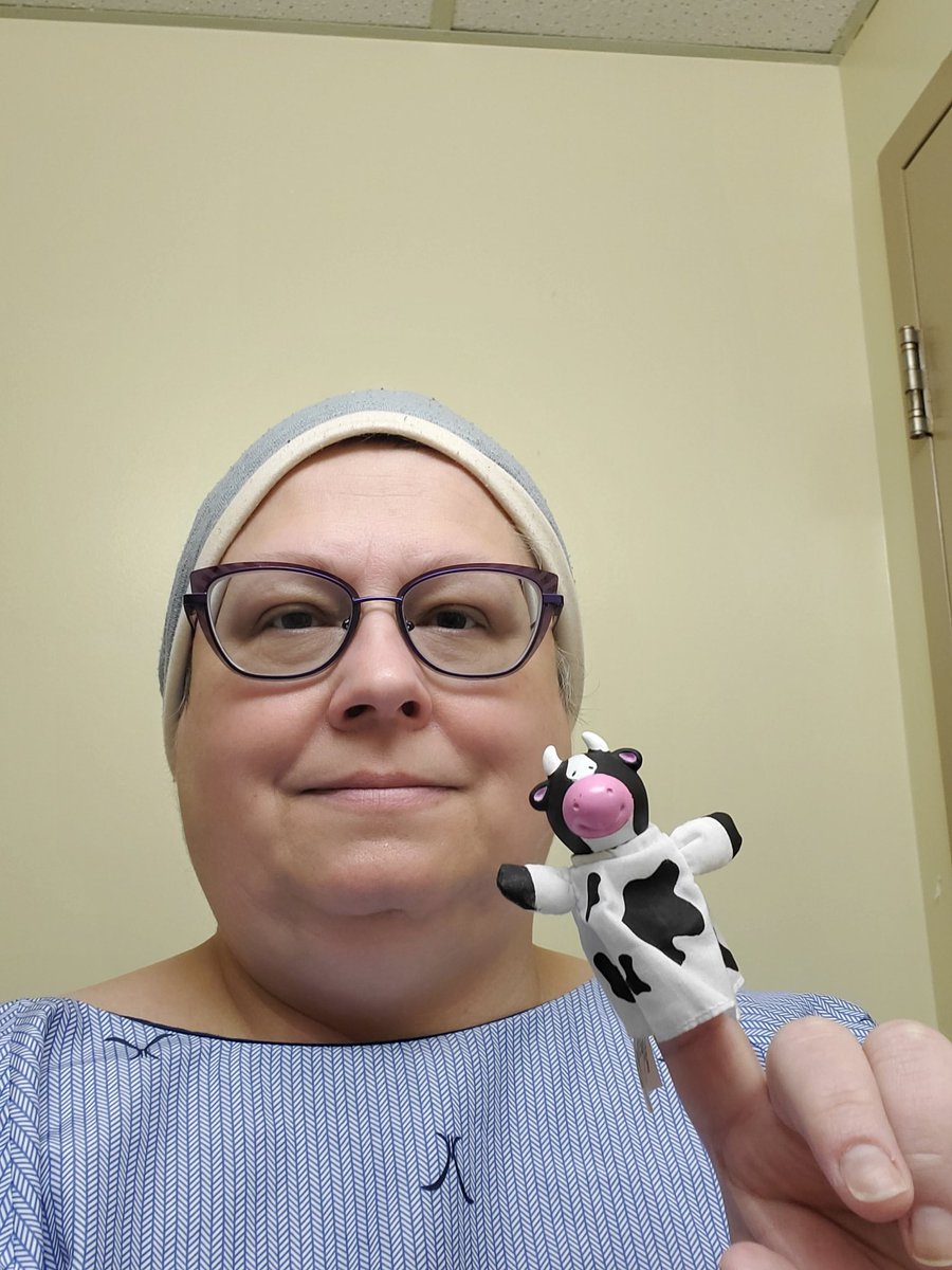 Chemoo the Chemootherapy Cow tweet media