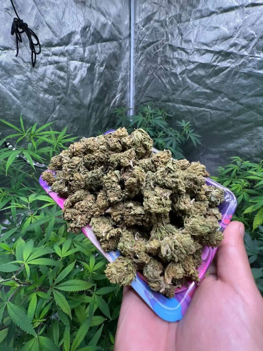 InGoddtripp's tweet photo. Jack Herer 150/G (indoor-Sativa) 

นัดรับได้ตามเส้น BTS หรือระเเวกใกล้เคียง

https://t.co/U6NqJoLx8W 

#weed #thaiweed #กัญชาออแกนิค #กัญชาราคาถูก #กัญชาสุขุมวิท #กัญชาอ่อนนุช #กัญชาประเวศ #กัญชาพระขโนง 
#กัญชานัดรับ #magicshroom #ckb https://t.co/txWfSBvrTT