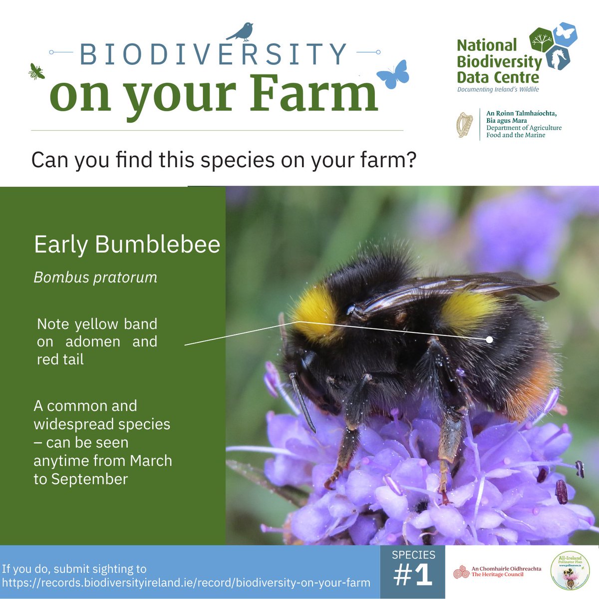 We're delighted to release Species #1 of the ‘Biodiversity on your Farm’ project.

Find our more ⬇️
biodiversityireland.ie/surveys/biodiv…

Species #1 Early Bumblebee ⬇️
biodiversityireland.ie/app/uploads/20…

#farmlandbiodiversity

<a href="/PollinatorPlan/">All-Ireland Pollinator Plan</a> 
<a href="/agriculture_ie/">Dept of Agriculture, Food and the Marine</a>