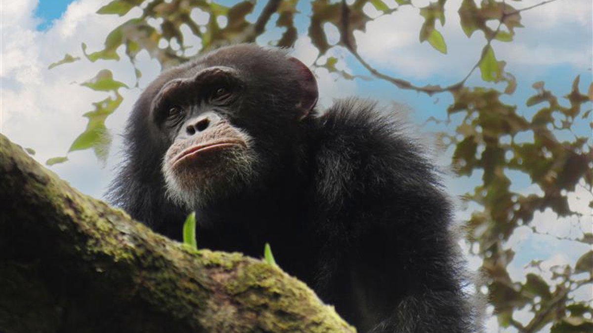 University of Zurich (@uzh_en) on Twitter photo The western chimpanzees of Guinea are threatened by mining activities. Using a novel genetic approach, <a href="/KathelijneKoops/">Prof Kathelijne Koops</a> and colleagues have collected information on population size and structure of the endangered species: news.uzh.ch/en/articles/me… <a href="/APE_Group_UZH/">Ape Behaviour & Ecology Group</a> <a href="/UZH_Science/">UZH Science</a> The western chimpanzees of Guinea are threatened by mining activities. Using a novel genetic approach, <a href="/KathelijneKoops/">Prof Kathelijne Koops</a> and colleagues have collected information on population size and structure of the endangered species: news.uzh.ch/en/articles/me… <a href="/APE_Group_UZH/">Ape Behaviour & Ecology Group</a> <a href="/UZH_Science/">UZH Science</a>