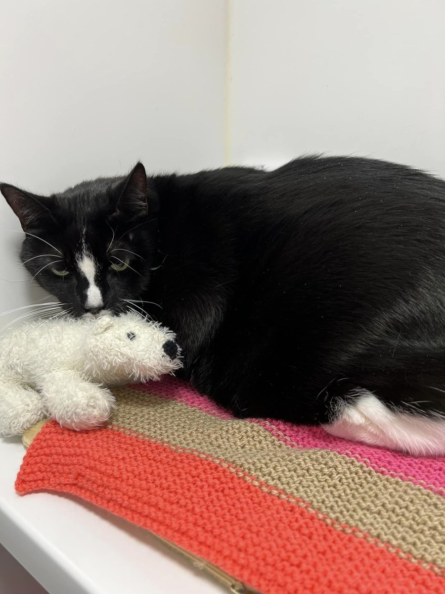 CPGiffnock's tweet photo. This gorgeous pair are Mitzi and Jimmy just come into care as unfortunately their owner has passed away, they are indoor cats 9 years old. Call 0141 638 5110 for more info. https://t.co/Cg5GRuXgVN