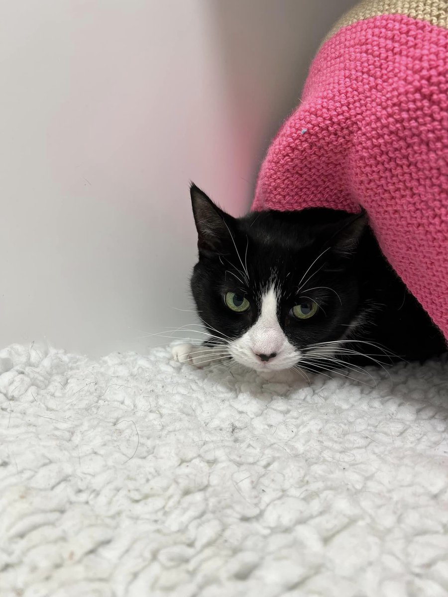 This gorgeous pair are Mitzi and Jimmy just come into care as unfortunately their owner has passed away, they are indoor cats 9 years old. Call 0141 638 5110 for more info.