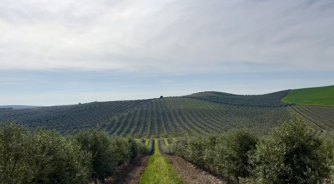 Tomy_Rohde's tweet photo. Esta parcela (olivar intensivo y súper intensivo y de secano todo) hay aprox esos 18.000 árboles que según las multinacionales evitan 10.000Tns CO2 al año.

Que prefieren? Esos árboles, o esas placas como se esta haciendo ahora en terrenos agrícolas?

RT: parcela
Corazón: placas https://t.co/kHz8f6LJiH