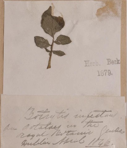 Original Diseased Irish Famine Potato Leaves still exist....

theirishpotatofamine.com/blogs/blog-1/t…

#stpatricksday  #stpatricksday2023
#GlobalIreland  #LáFhéilePádraig
#IrishDiaspora #irishfamine