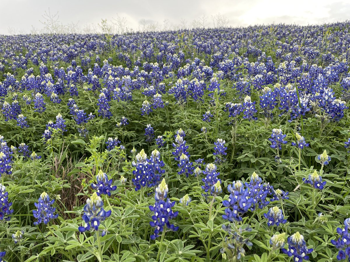ArceTony's tweet photo. Texas Bluebonnets are back !   A sea of blue. #bluebonnetts #keeptexasbeautiful https://t.co/JDrrDnF3TA
