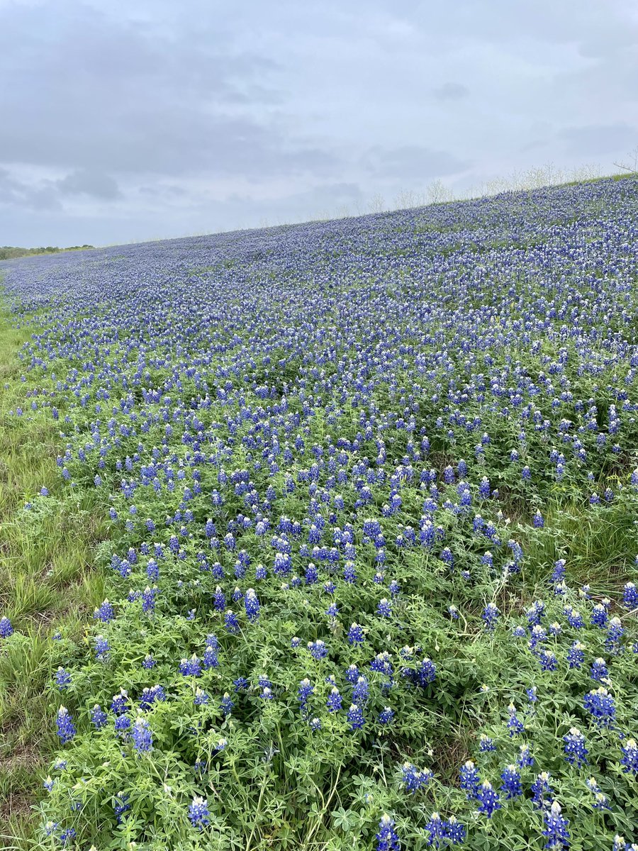 Texas Bluebonnets are back !   A sea of blue. #bluebonnetts #keeptexasbeautiful
