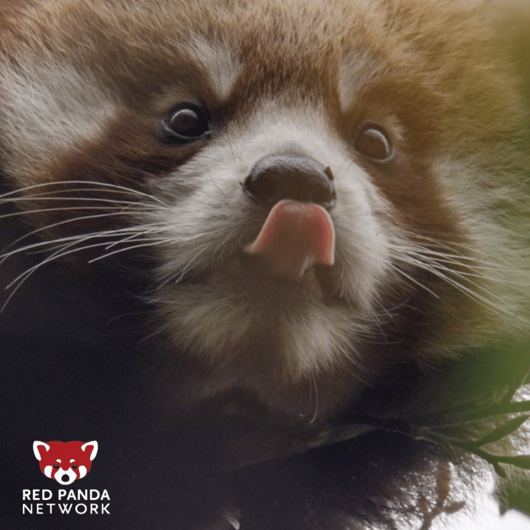 Happy #NationalPandaDay! 🐾 🐼

Learn about the first panda here: redpandanetwork.org/Red-Panda-Facts