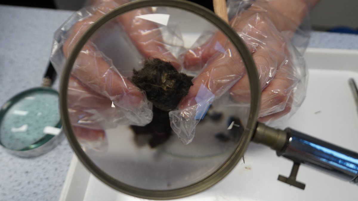 We dissected owl pellets today to discover what the owls had eaten and we were fascinated by the array of bones and skulls from many different small animals.🦉🐁<a href="/ScienceWeekUK/">British Science Week</a>  #BSW23 #Stem