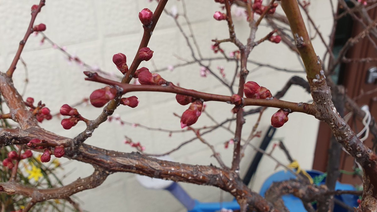 벚꽃 속 어떤 녀석 (Prunus sp.)
- 지난 주말에 찍었던 벚꽃 속 나무의 꽃
- 꽃이 뭉쳐서 안나오고 하나씩만 나와서 매화 또는 살구가 유력(설마 🍑!?)
- 꽃받침이 젖혀져서 살구 같기는 한데 너무 빨리 피는거 같아서 애매
- 가지도 초록색은 안보였고 빨리 피는 녀석들도 있을거기에 살구로 탕탕