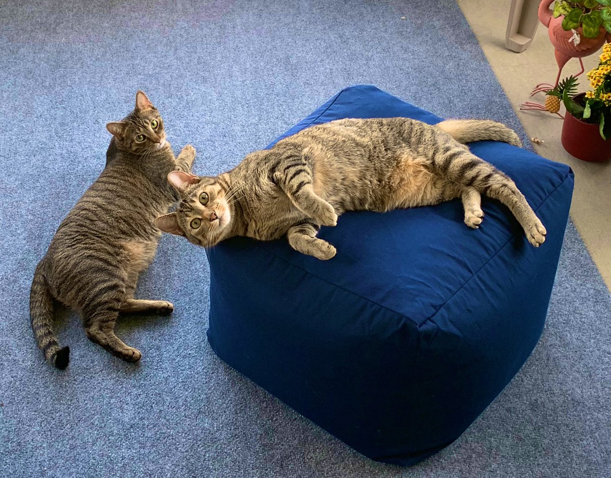 IsoAndSei's tweet photo. Happy Birthday to Us! We are 3 today! 🎉😻🥳🎈#CatsOfTwitter https://t.co/MDlNs64pTN