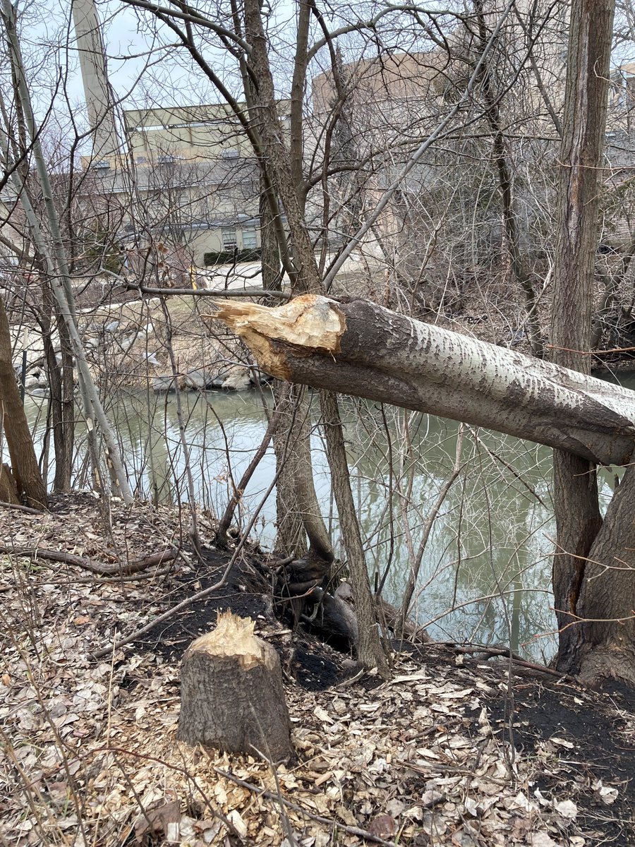 Years ago I gave surplus experimental #aspen to the <a href="/UWMadison/">UW–Madison</a> grounds crew, who planted them along Biotron Ck that runs through campus. Now the re-establishing #beaver have discovered them! "Bucky Beaver," anyone? #urbanwildlife <a href="/UWMadisonCALS/">UW–Madison CALS</a>