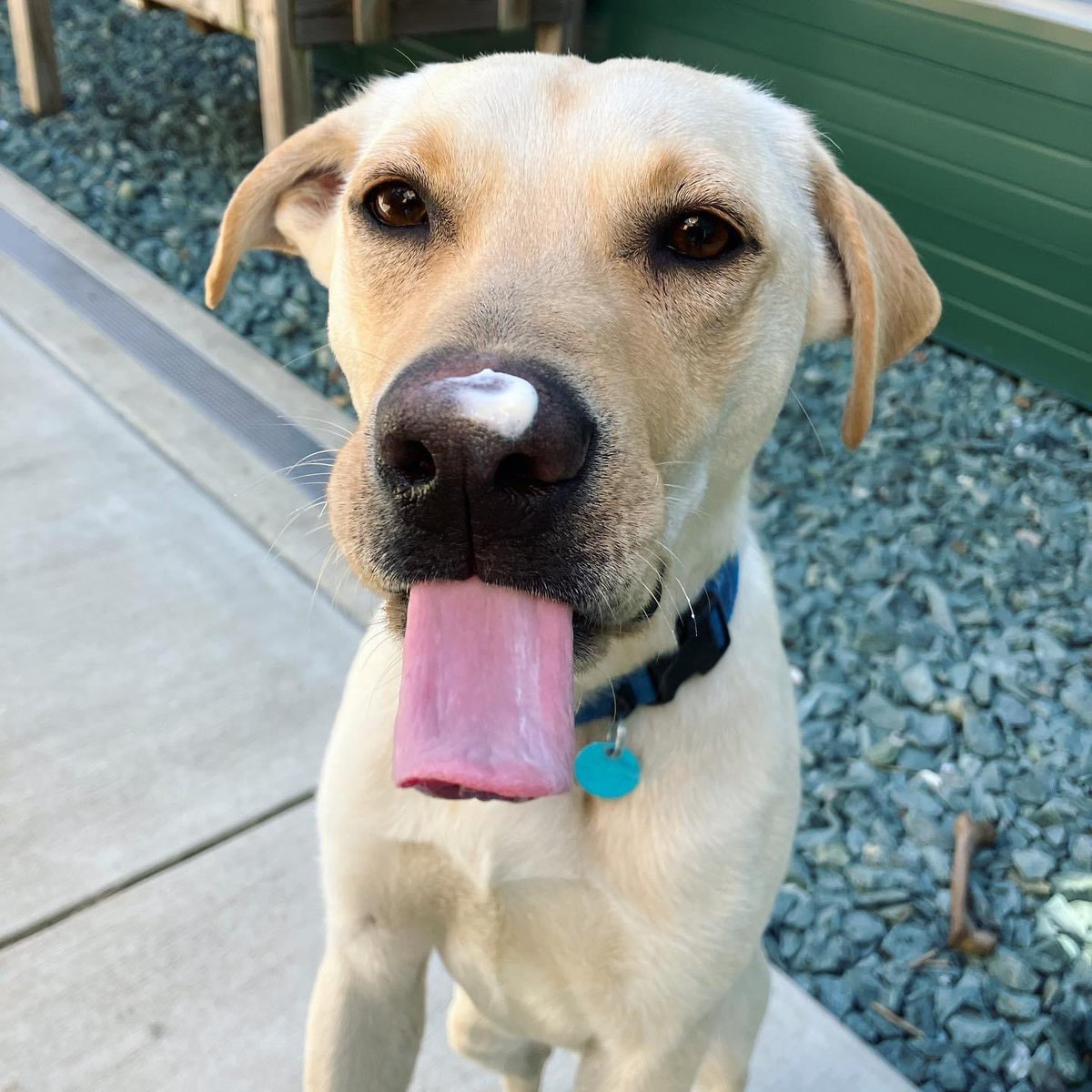 1/2 “Cream Cheese on Dog Snoot” 
A photo series starring adoptable Bruno.

#adopt #shelterdog #shelterpets #loudoun #loudouncounty #lcas #loudounlovesanimals