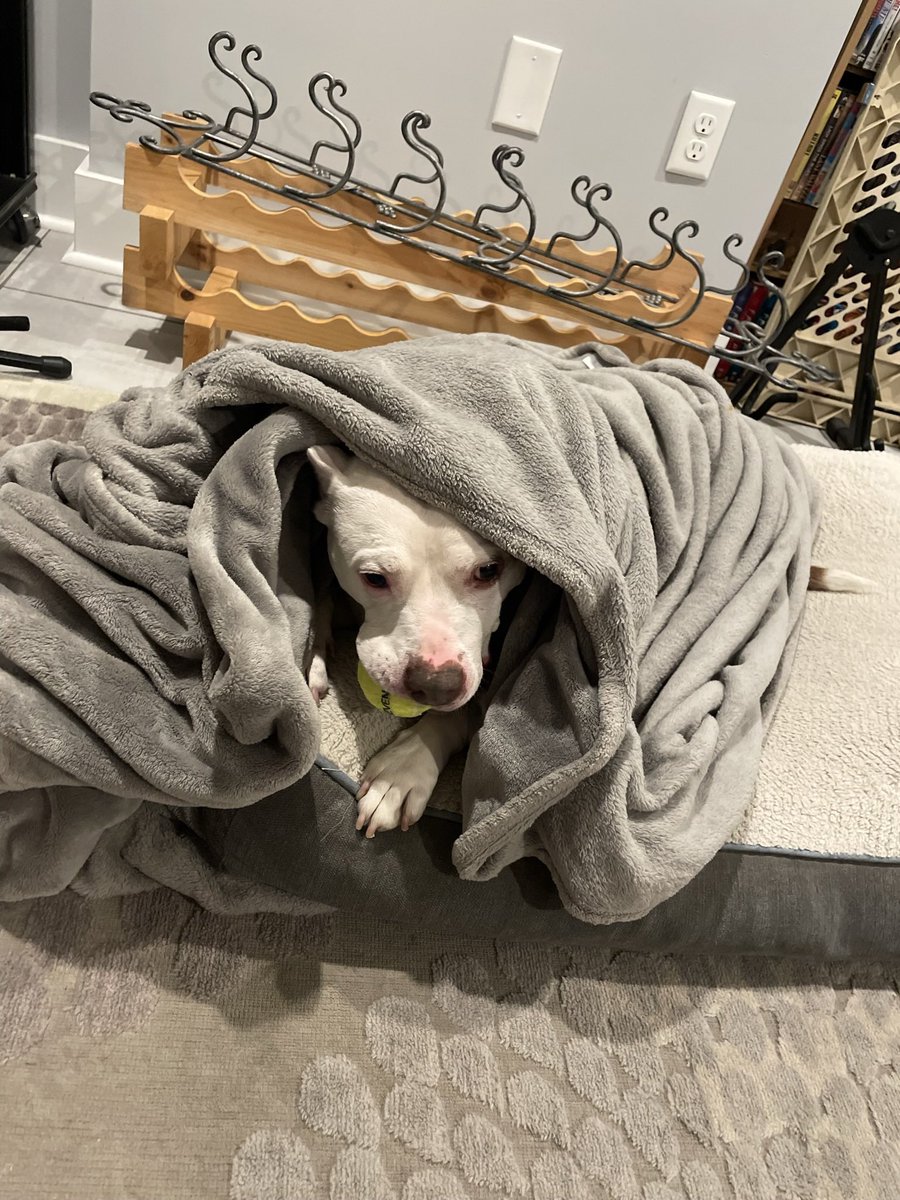 Good morning. I hope you didn’t have as hard of time getting out of bed this morning as my family’s dog