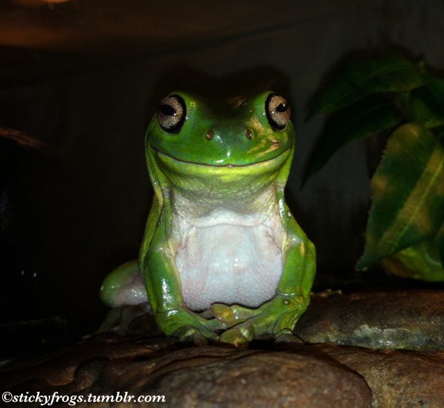 Sticky Frogs tweet media