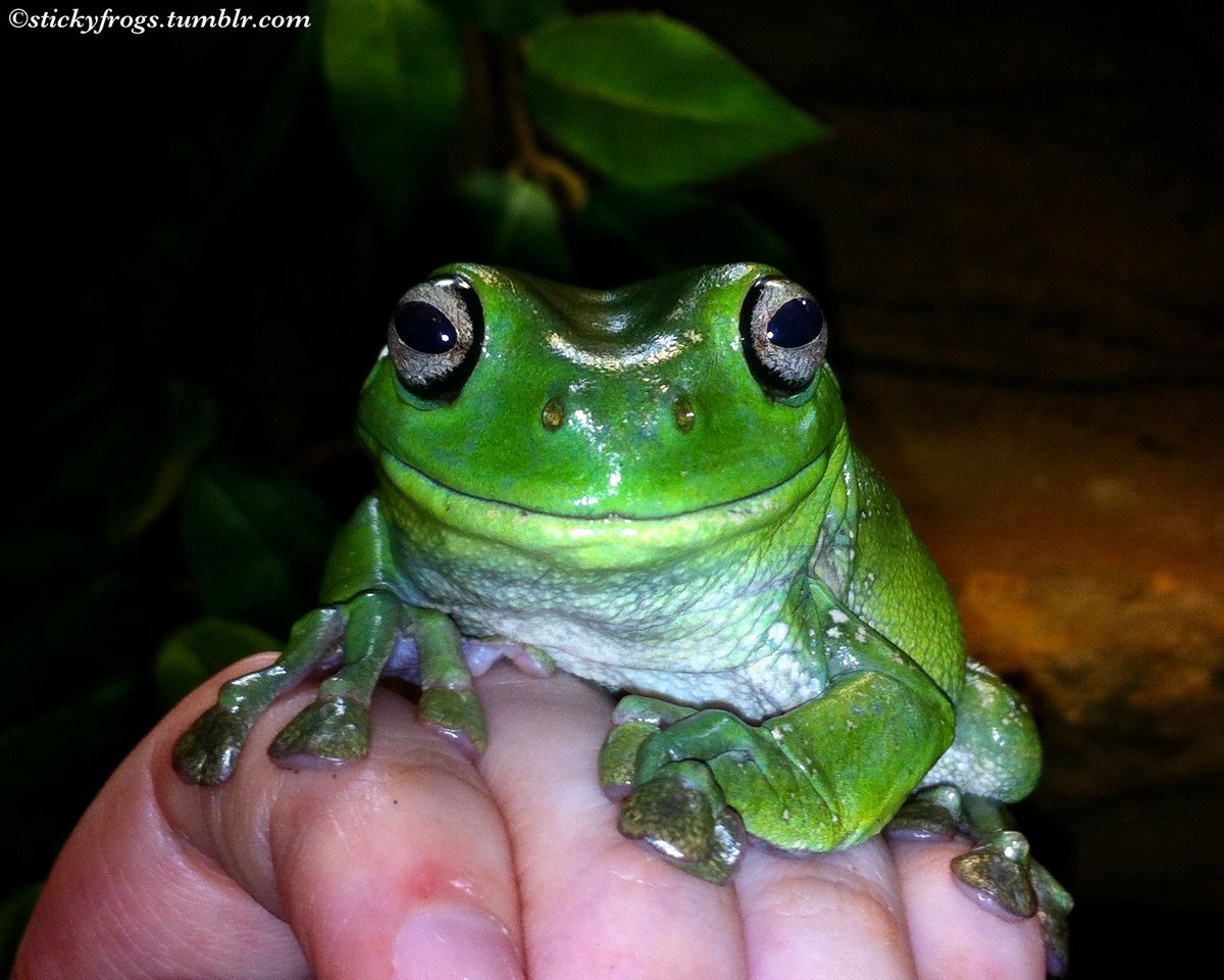 Sticky Frogs tweet media