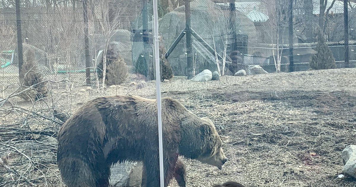 Thanks to <a href="/ToledoZoo/">Toledo Zoo</a> for the invite to the opening of Kodiak Ridge today