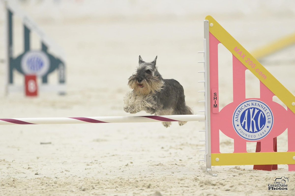 AMSC_schnauzer's tweet photo. AKC national agility championships are this weekend and you can watch them live (photo from a schnauzer competing last year!) #performancedogs #SchnauzerGang #dogs https://t.co/oOSK2WyBHQ @akcdoglovers https://t.co/88NQtg4RM2