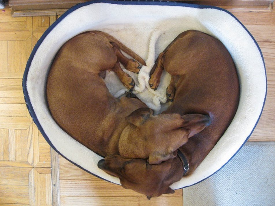 Salsichinhas tweet media