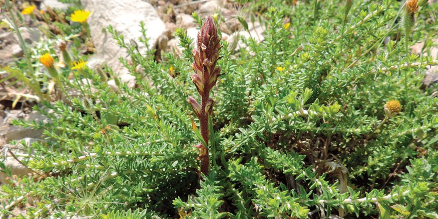 Publi_MNHN's tweet photo. [#Adansonia] New records of the genus Orobanche L. (Orobanchaceae) to the Tunisian flora with lectotypification of the name O. rapum-genistae Thuill.

✒️ Ridha EL MOKNI, Gianniantonio DOMINA &amp; Giulio BARONE
🔗 https://t.co/QOBBbFpgdF
#Orobanchaceae #lectotypification #newrecords https://t.co/loaR8AprdJ