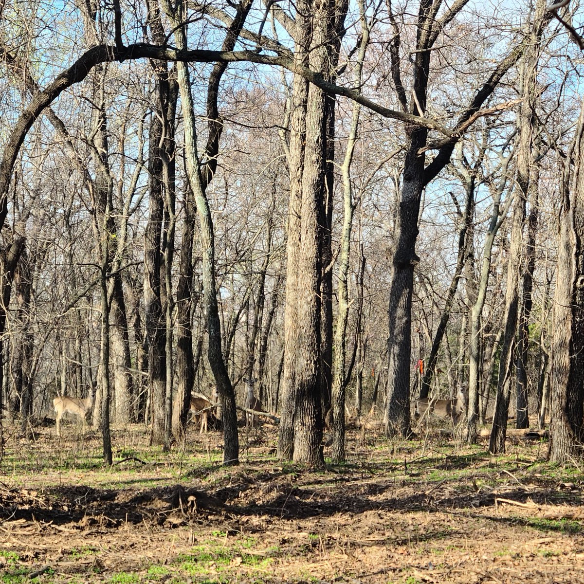 TurkeyMTN's tweet photo. How many deer can you see in this picture of the freshly cleared forest of Turkey Mountain? Oklahoma Forestry Service has been cleaning up the underbrush to help prevent forest fires. #turkeymtn #oklahomaforestryservice #deer #riverparks #nohunting #picsonly #preventforestfires https://t.co/Et3eR9PsxI