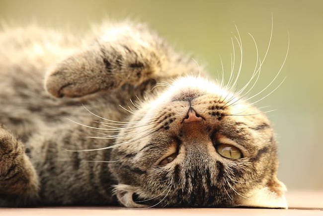 TorahOrg's tweet image. This is a lesson for those who think that spiritual truths can be arrived at through philosophical speculation. No amount of logic, says R’ Nachman, could ever lead to the conclusion that Hashem can exist in our lowly world, while lowly animals can be ..

torah.org/torah-portion/…