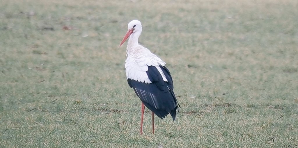 Exciting news on the Wiveton White Stork. It's from a Dutch project (NLA on the side of coded ring). I'm awaiting more from the ringers. Thanks to @CleyBirds for confirming NLA & @bardseyobs @ProjectStork for their help with scheme information. Thx BE for seeing it early doors!