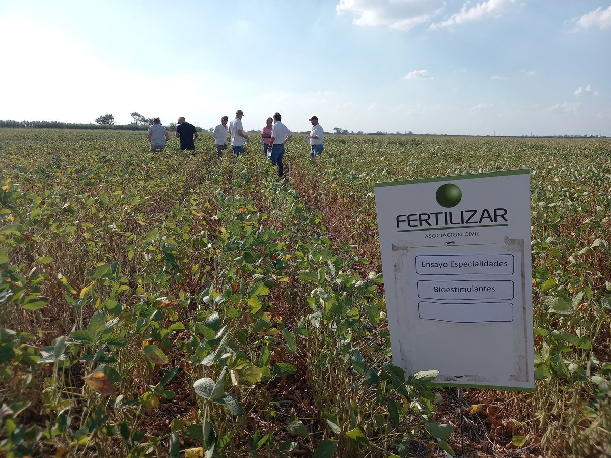 RodrigoFalcone5's tweet photo. Recorrida de ensayos en #soja en @IntaPergamino junto al comité de especialidades de @FertilizarAC @GustaFerraris y distintas empresas del sector. Analizando distintas tecnologías en fertilizantes foliares y bioestimulantes 💪🙏🌧 @ProfertilAgro @EuroChemGroup @YPFAgro @ACAcoop https://t.co/KpWiNfW6Ak