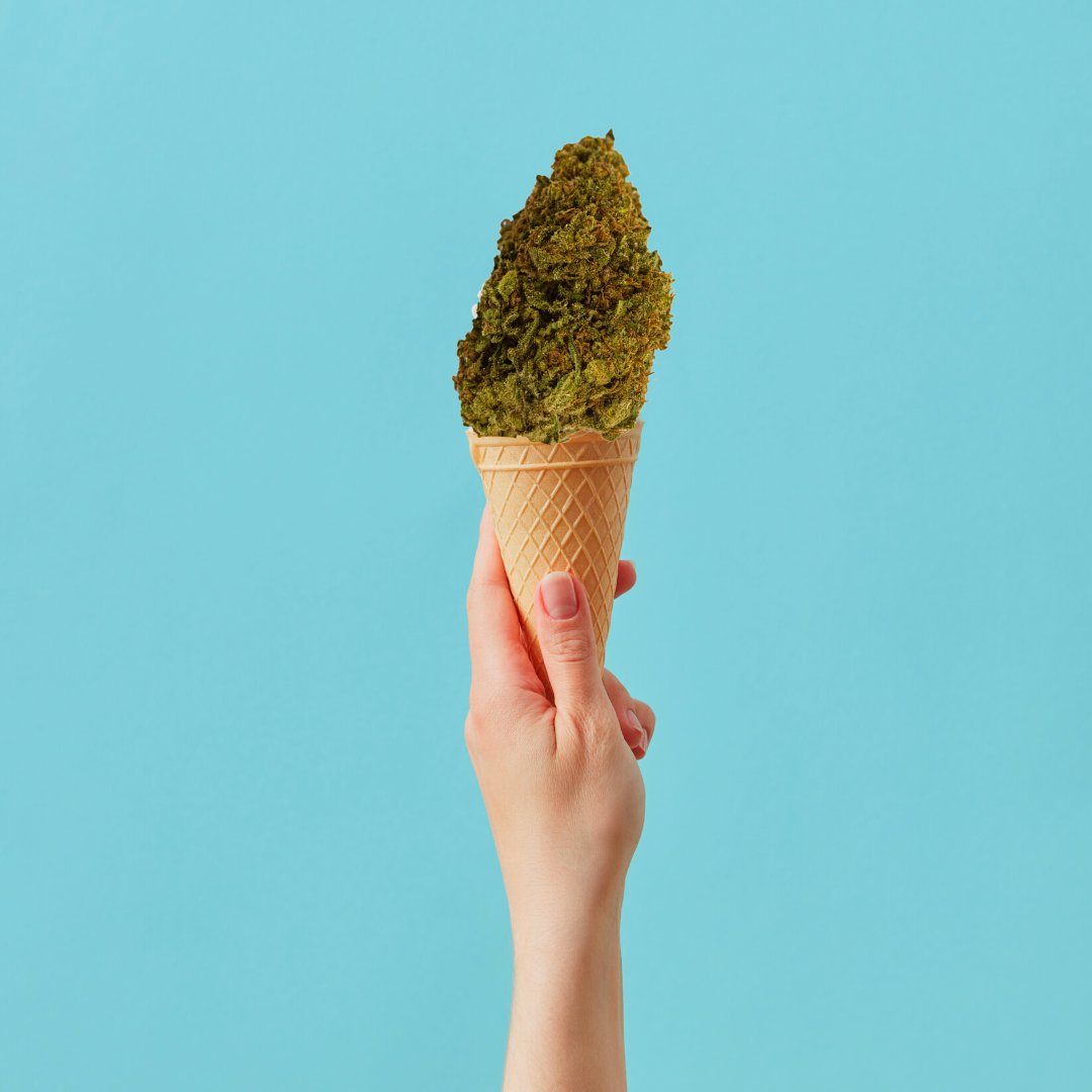 Who wants ice cream?🍦🙋‍♀️🙋‍♂️

19+ ONLY. For educational purposes. Enjoy responsibly.

#DG #ontariocannabis #cannabisretail #licensedproducer #supportlocal #craft #smallbatch #ontario #niagara #stcatharines #handdried #handtrimmed #familyowned #familyoperated #sativa #indica #hybrid