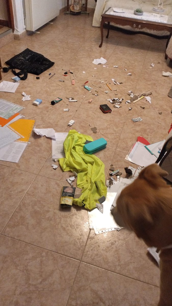 Mariiamt7's tweet photo. Ten un perrete son muy tranquilos, decían.
 Que se lo digan a mi amiga🤷‍♀️ https://t.co/0NX5EcZOla