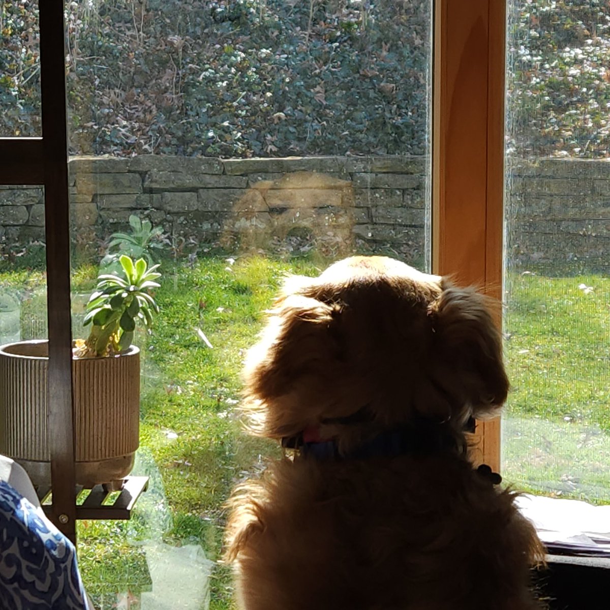 sarahjaswim's tweet photo. I wonder what he's contemplating🤔💭
Maybe he's meditating. 
Whatever it is, it is so peaceful to watch him watch the outdoors. Sparky is a good therapy dog. 
#peaceintheeveryday #peace #calm #therapydog #anxietydog #meditation
#mindbodyspirit #Sparky #peakerfish🦈 https://t.co/oKVukhH0DN